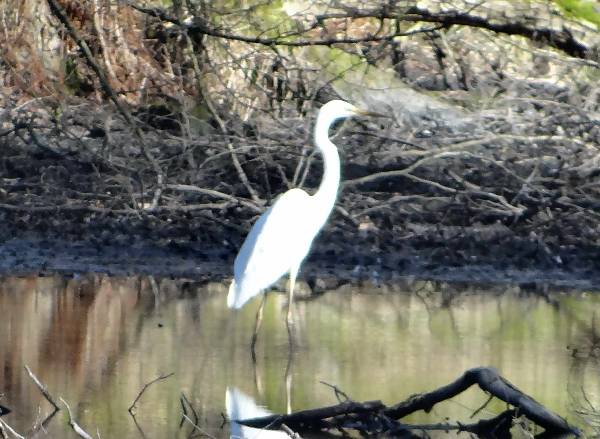 aufgenommen am Steinhuder Meer 2005