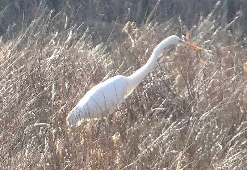 aufgenommen am Steinhuder Meer 2005
