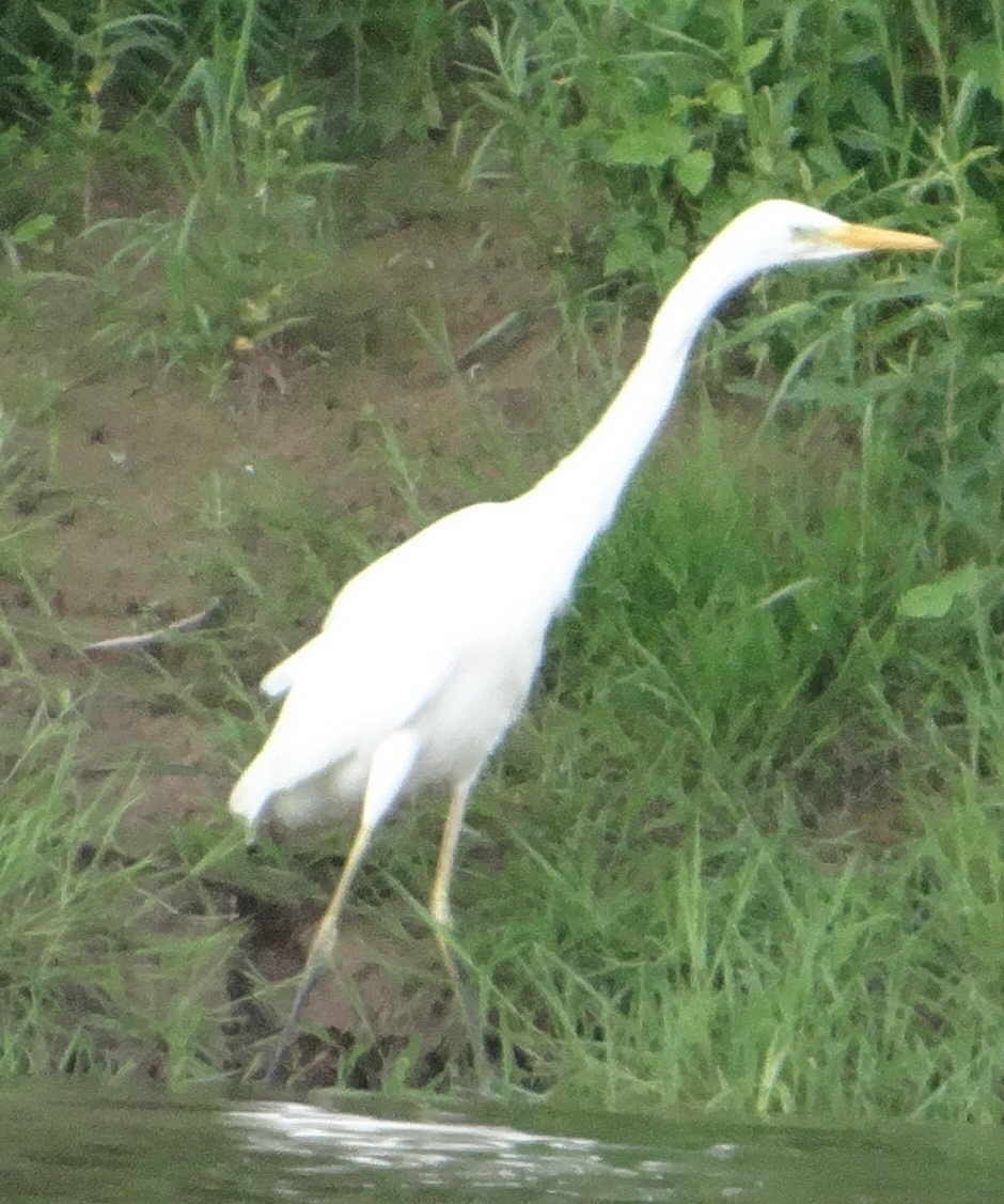 aufgenommen an der Gauja, 5.7.16