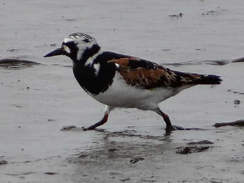 aufgenommen auf Langeneß April 2014