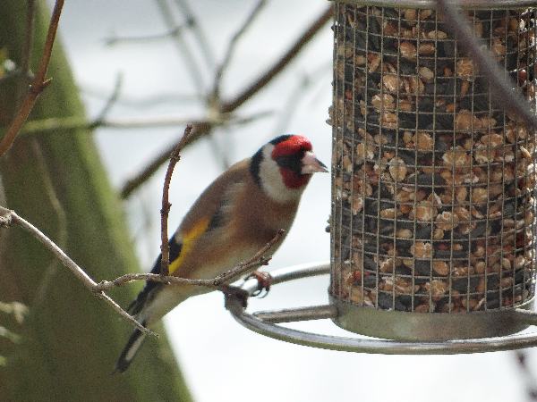 aufgenommen im Garten 2015