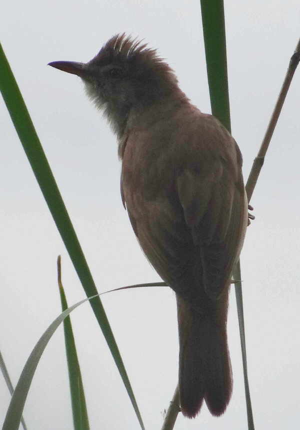 aufgenommen an der Spree 2011 