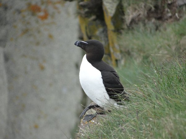 aufgenommen Juli 2015 in Island