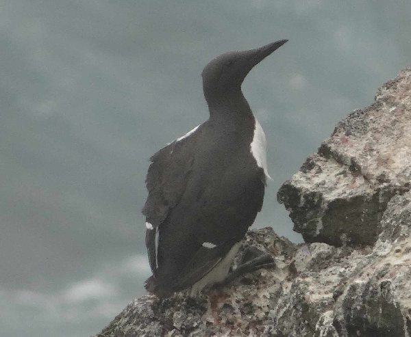 aufgenommen Juli 2015 in Island