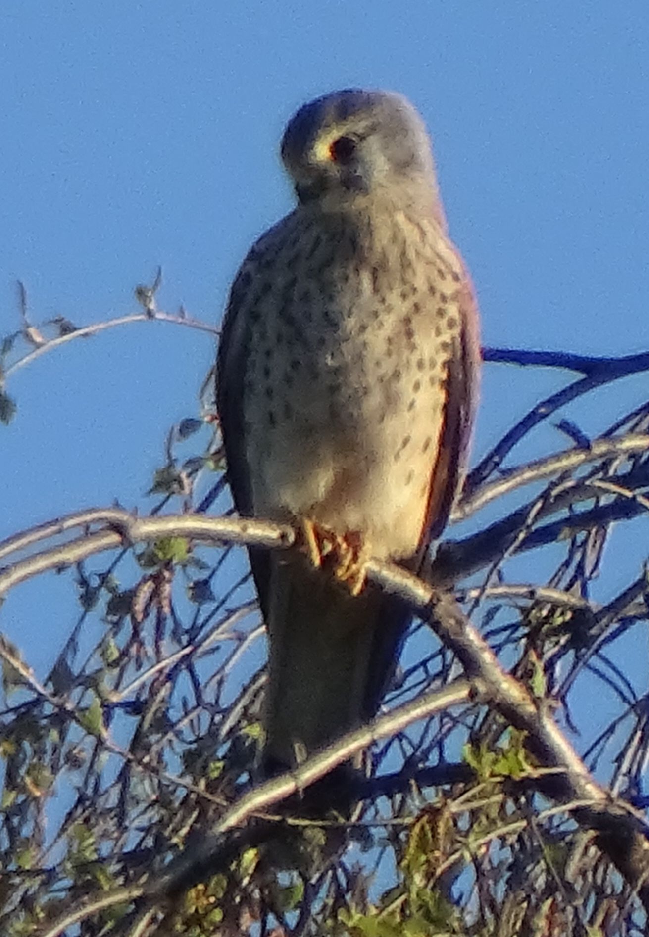 aufgenommen im Garten, April 2022