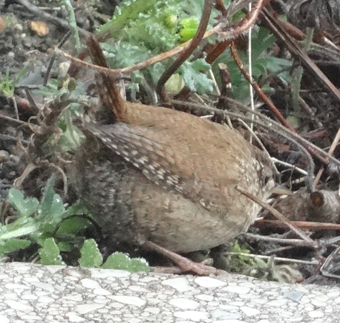 aufgenommen im Garten, 25.3.19