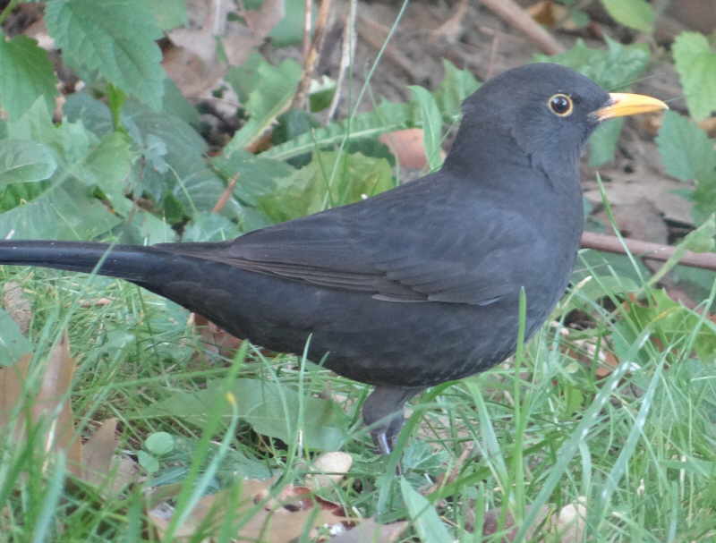 aufgenommen an der Spree, 2.10.2015