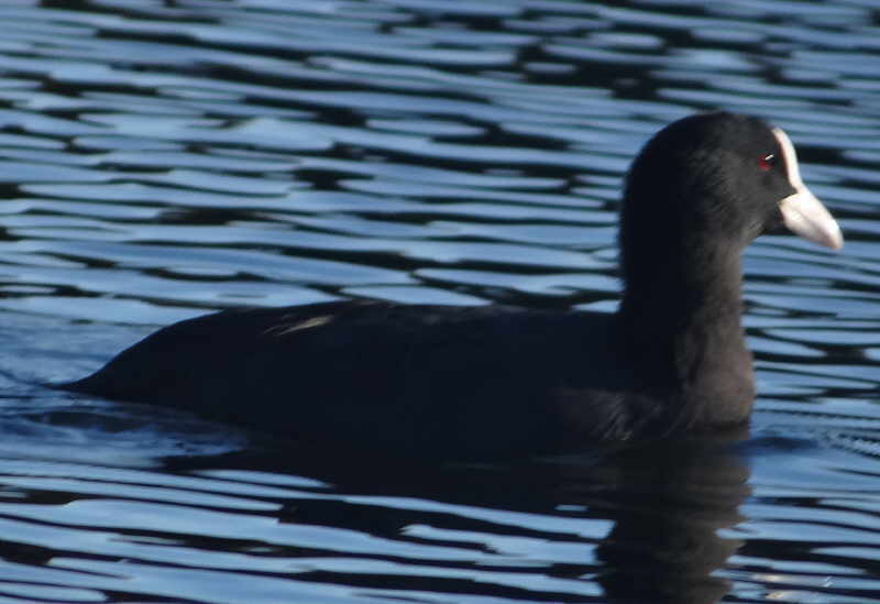 aufgenommen an der Dahme 28.9.15