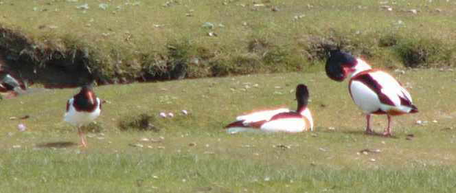 aufgenommen auf Langeneß April 2014