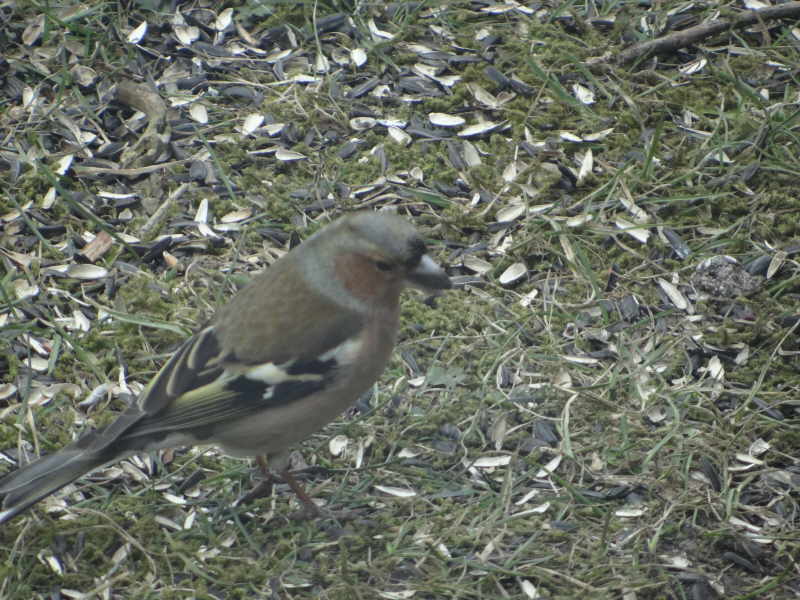 aufgenommen im Garten 2014