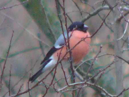 aufgenommen im Garten 2010