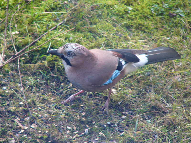 aufgenommen im Garten