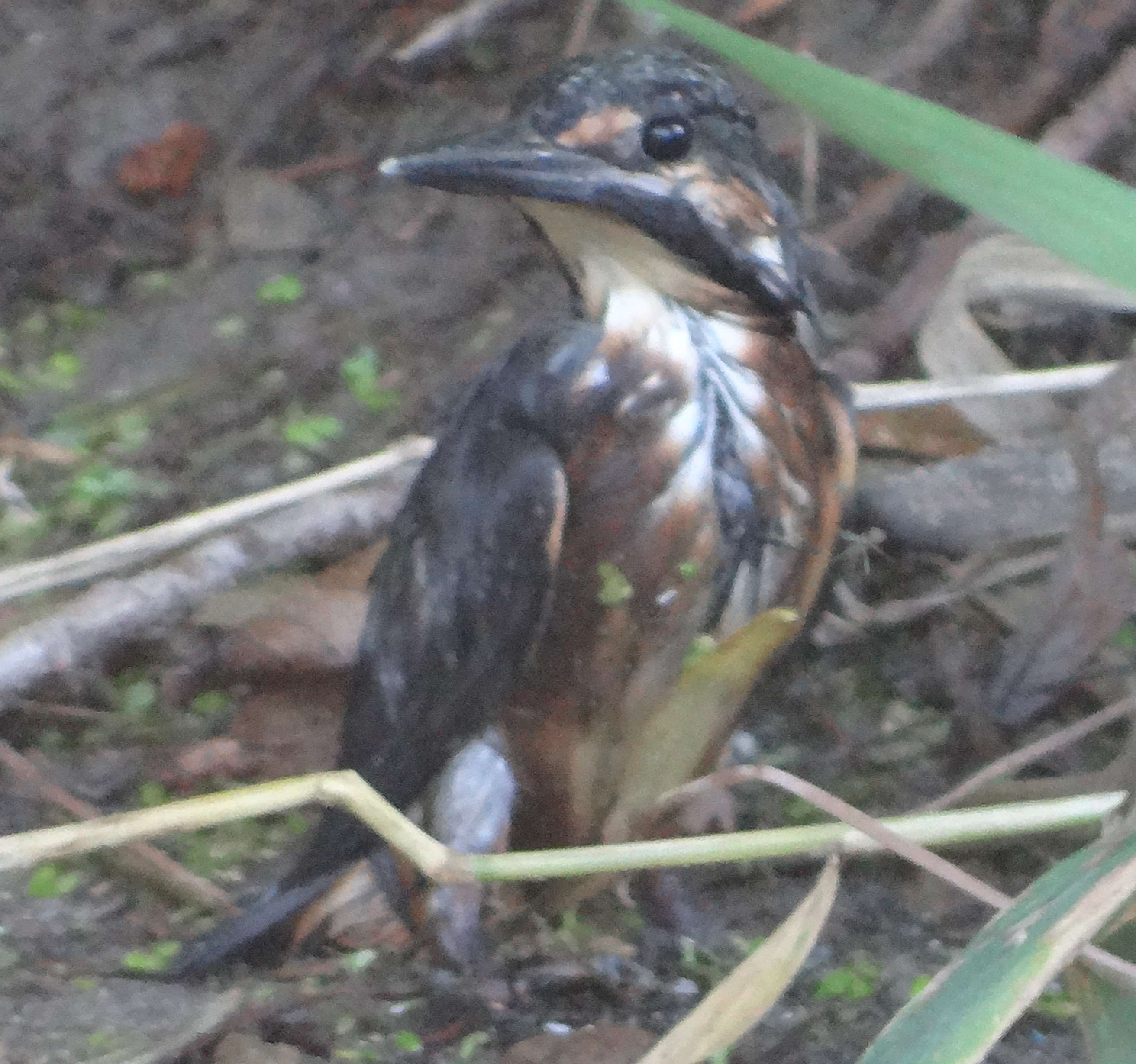 aufgenommen an der Leine 15.9.2020