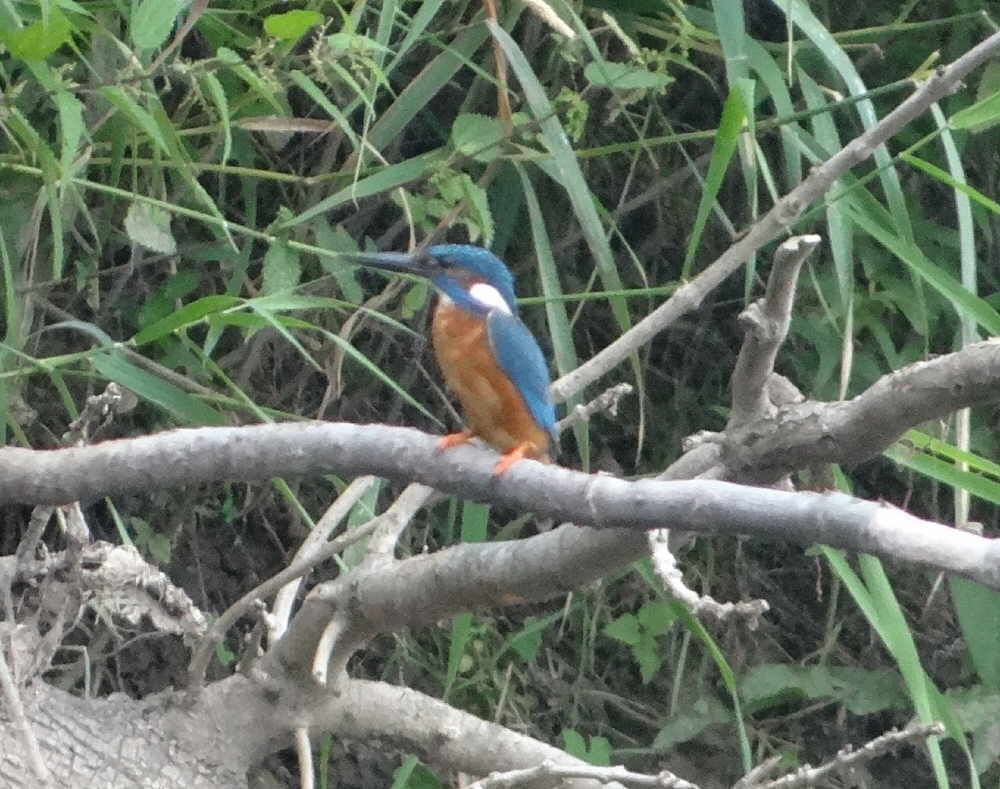 aufgenommen an der Leine, 29.7.16