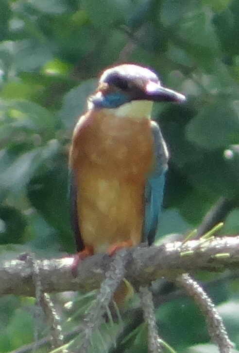 aufgenommen an der Gauja, Juli 2016