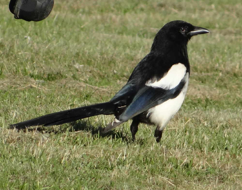 aufgenommen am Västerdalälven (Schweden) Juni 2017