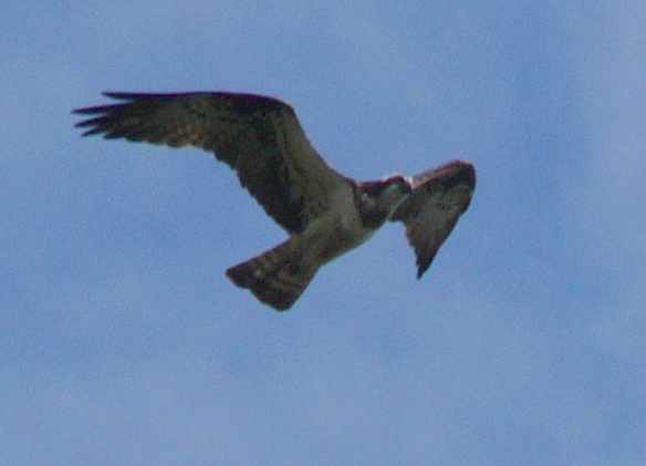 aufgenommen in Mecklenburg 2005