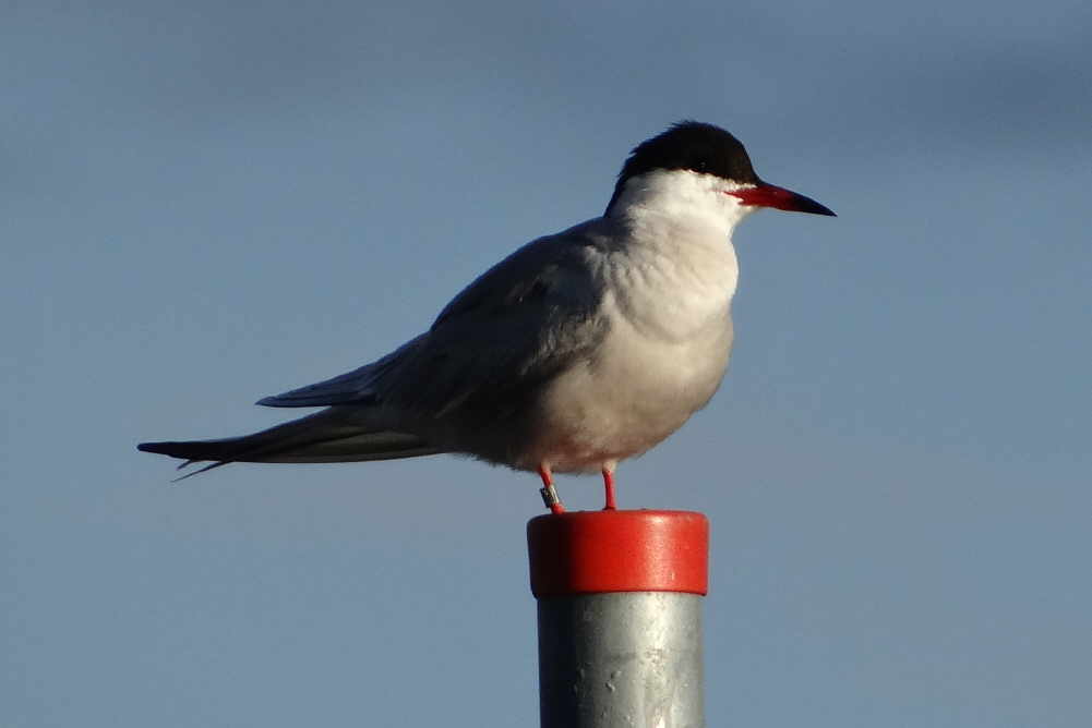 aufgenommen in Schweden Juni 2017