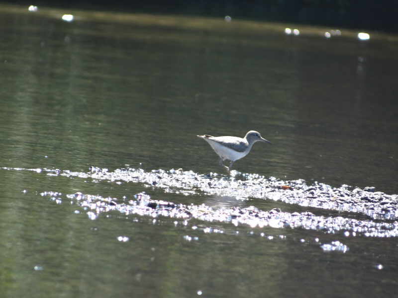 aufgenommen an der Leine, 29.7.16