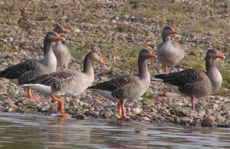 aufgenommen an der Elbe 2012