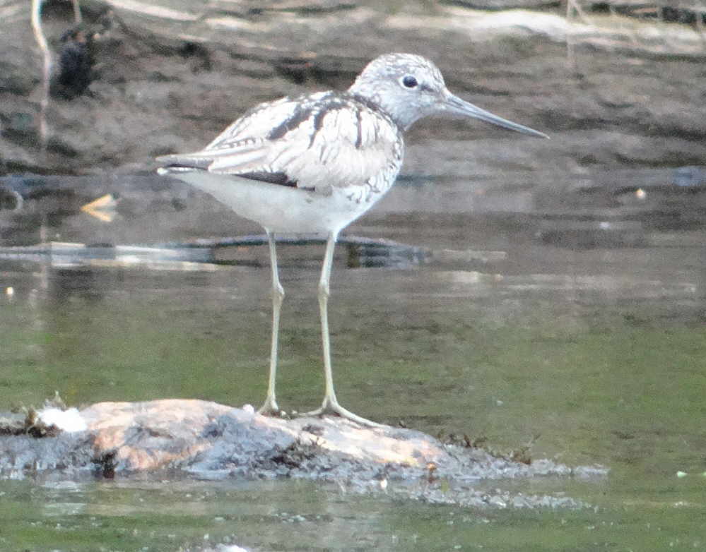 aufgenommen am Västerdalälven, Juni 2017