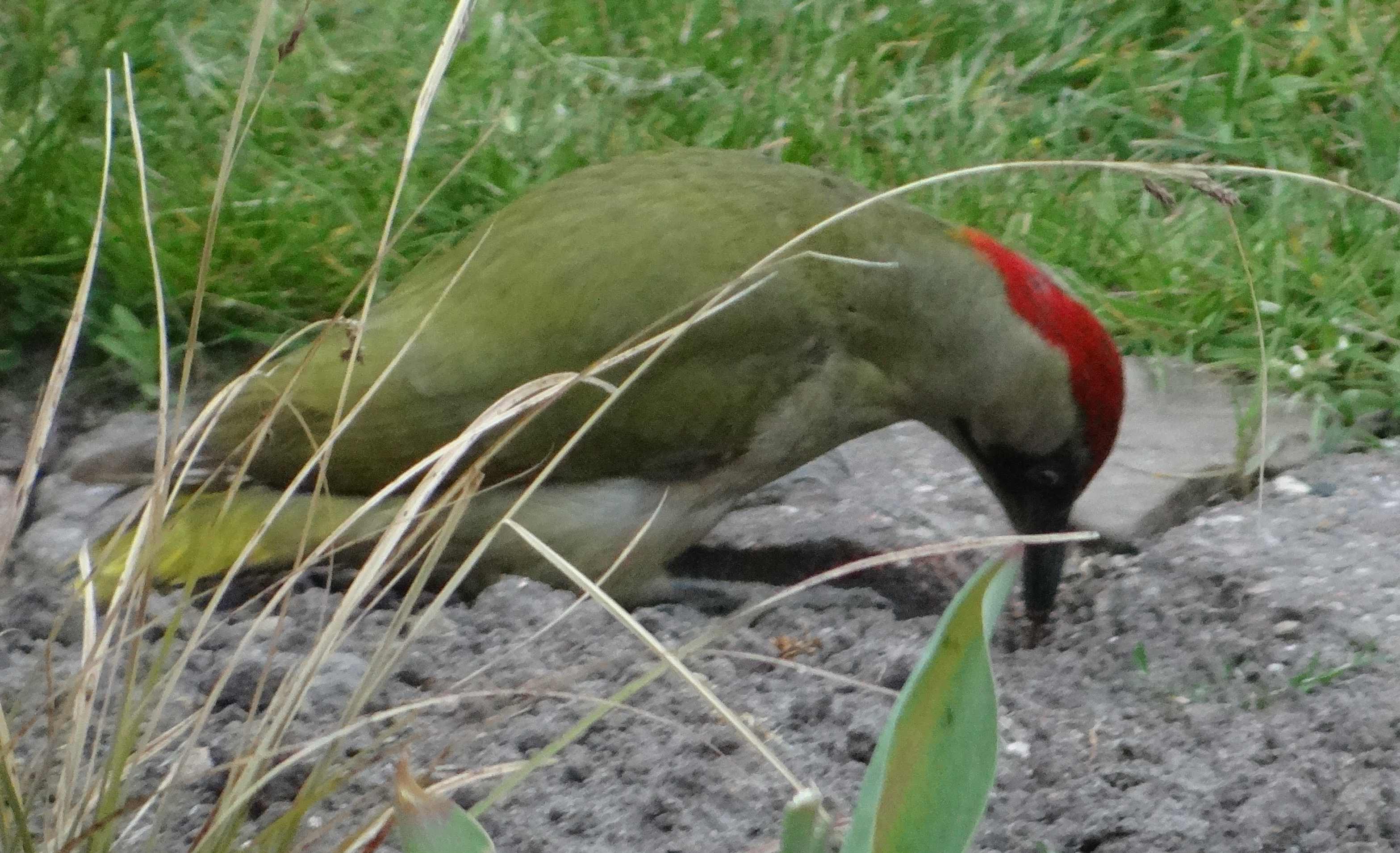 aufgenommen im Garten April 2020