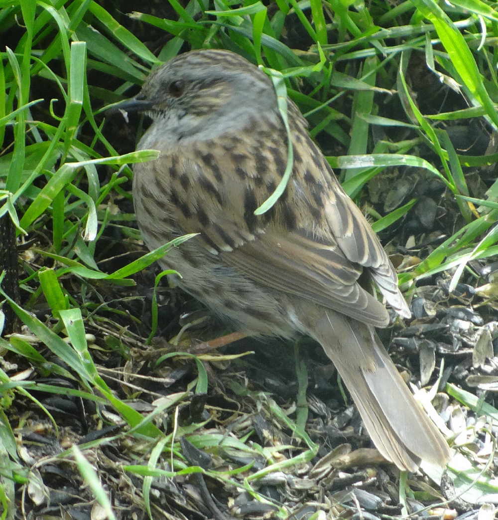 aufgenommen im Garten 23.4.2017