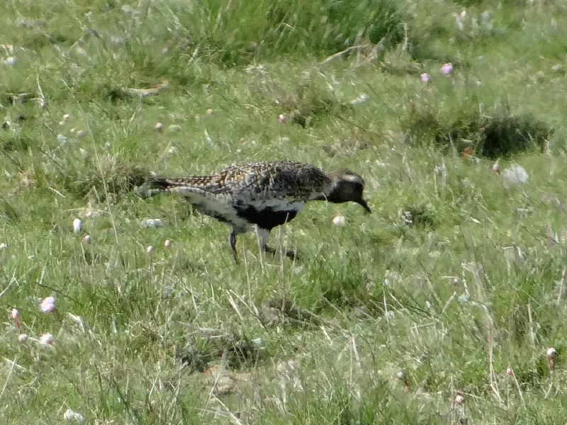 aufgenommen auf Langeneß April 2014