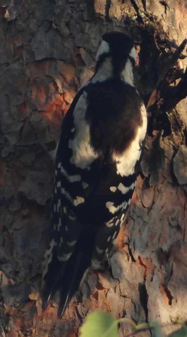 aufgenommen an der Gauja, Juli 2016
