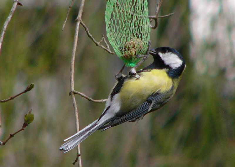 aufgenommen im Garten 2010