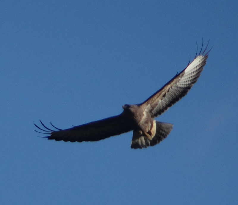 aufgenommen an der Leine 10.11.2018
