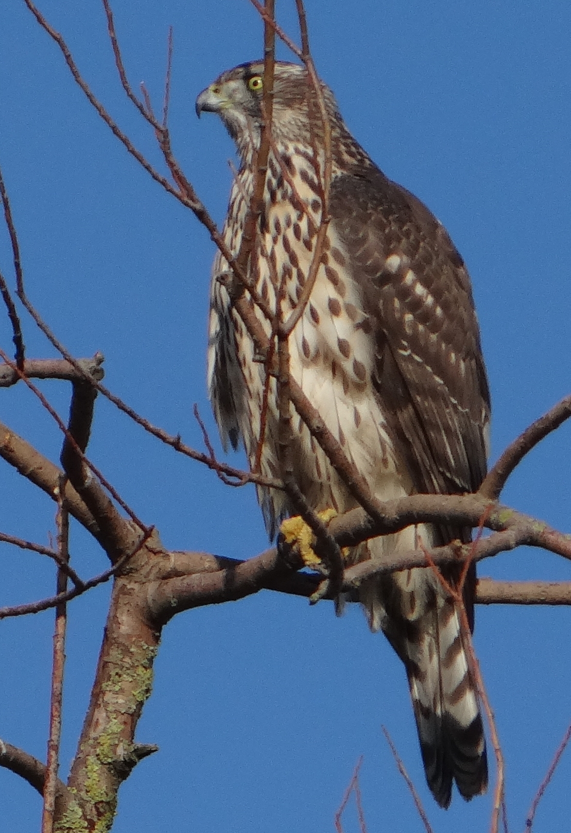 aufgenommen an der Weser 5.12.15