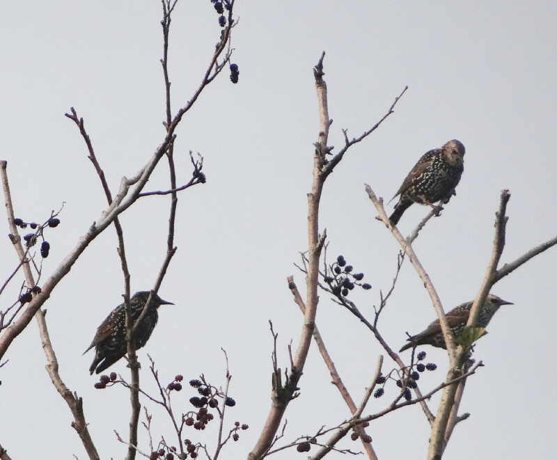aufgenommen im Harz 29.4.16