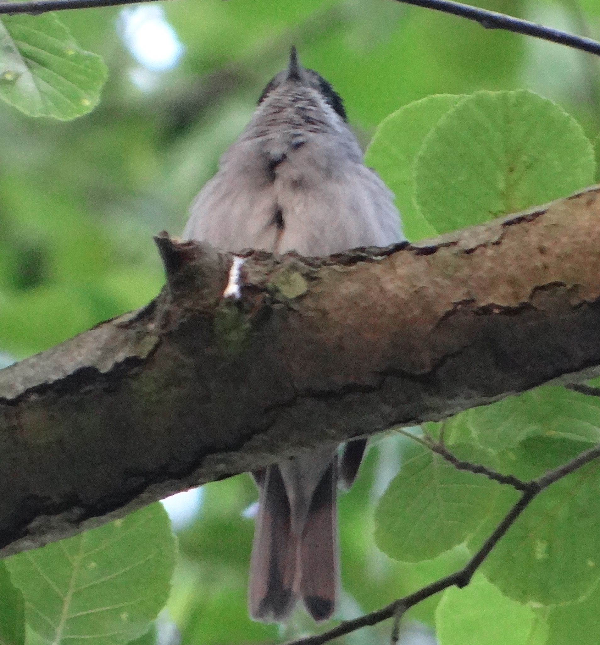 aufgenommen in Mecklenburg, 10.6.2023