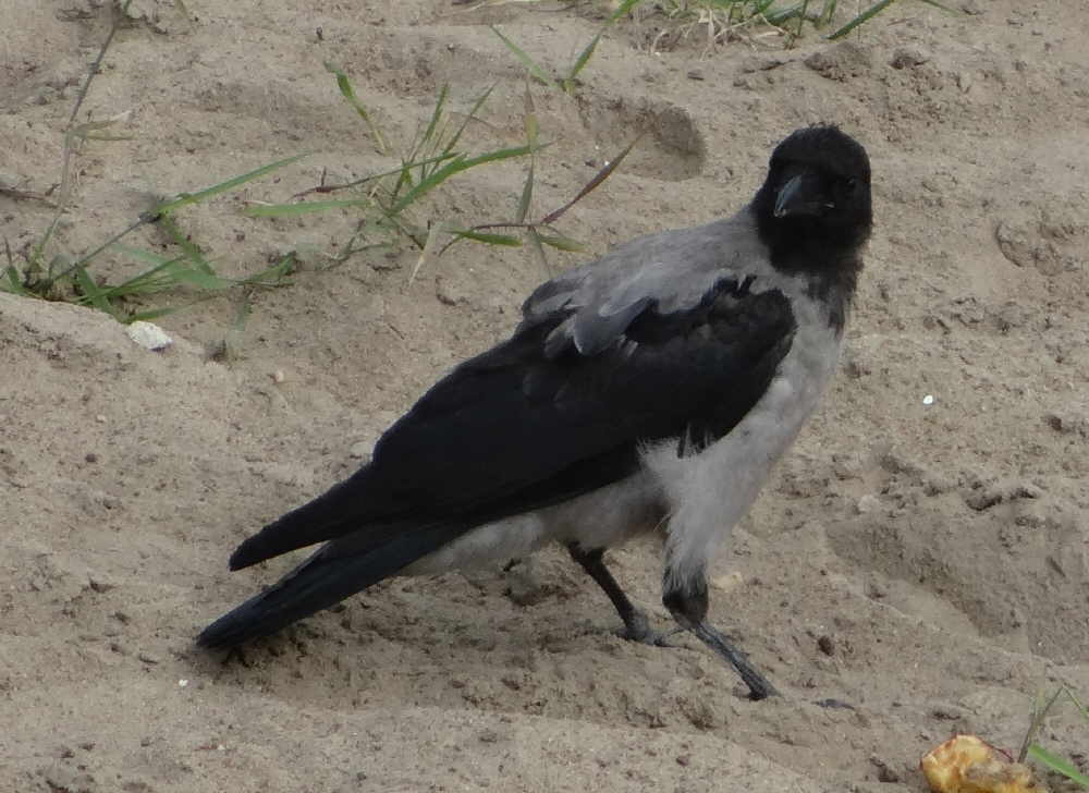 aufgenommen in Riga, 8.7.16