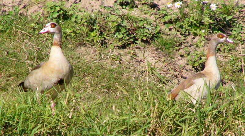 Nilgans