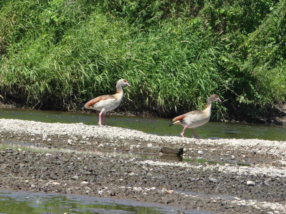 aufgenommen an der Leine 2005