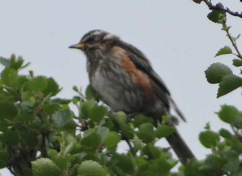 aufgenommen Juli 2015 in Island