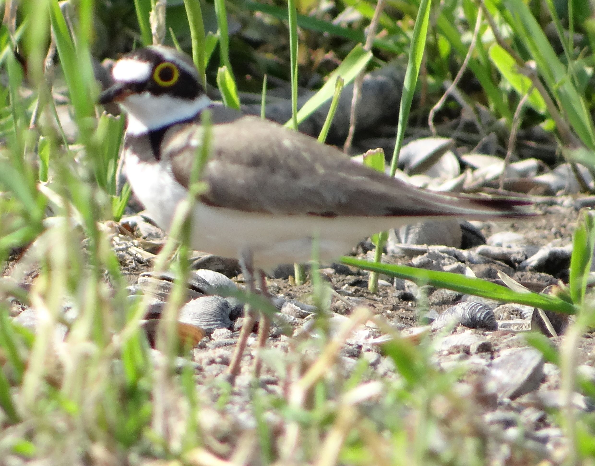 aufgenommen an der Leine, 14.6.2023
