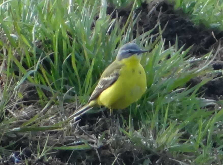 aufgenommen am Steinhuder Meer 22.4.2017 