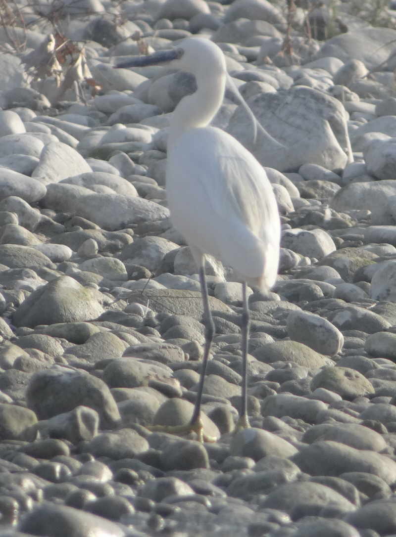 aufgenommen 5.1.17 an der Piave (Italien)
