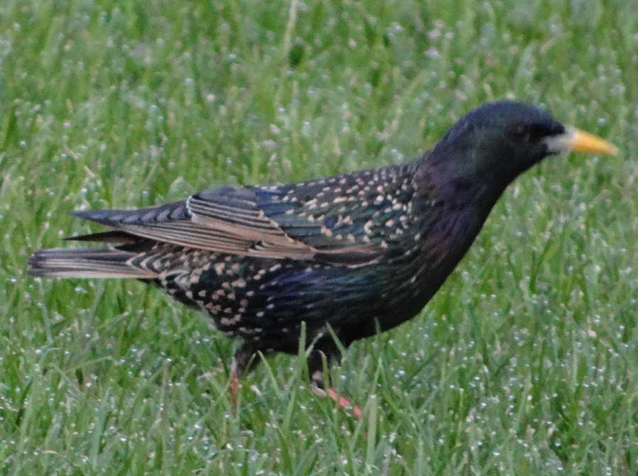 aufgenommen im Harz 29.4.16
