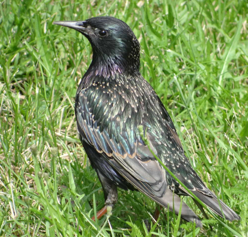 aufgenommen in Riga 8.7.16