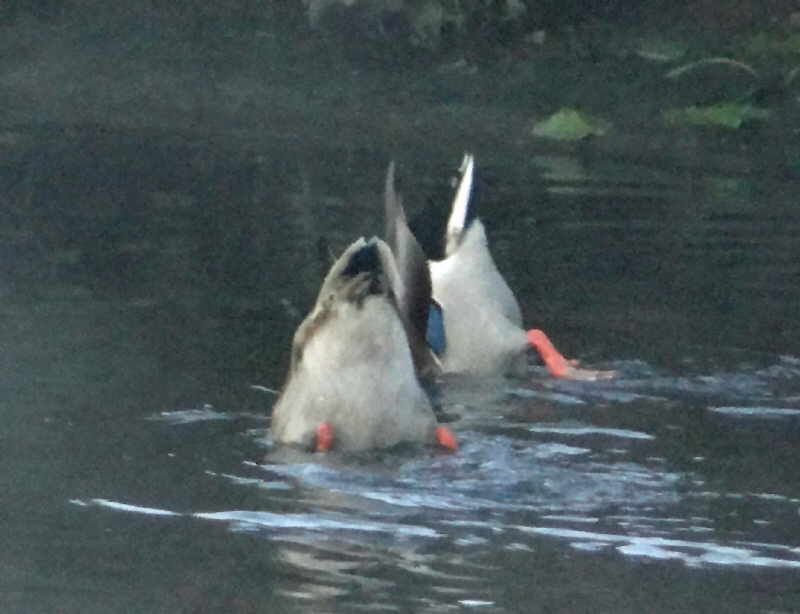 aufgenommen an der Spree 2.10.15