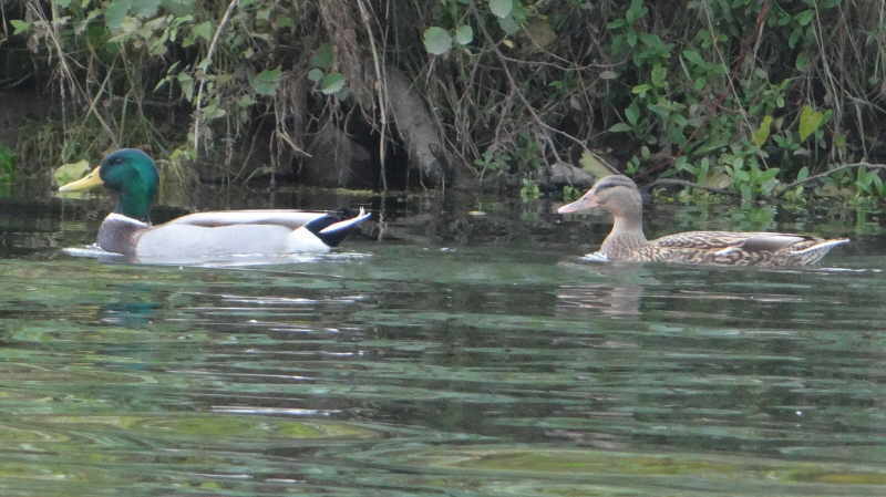 aufgenommen an der Leine 15.10.2015