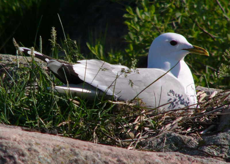 aufgenommen 2008 in Schweden