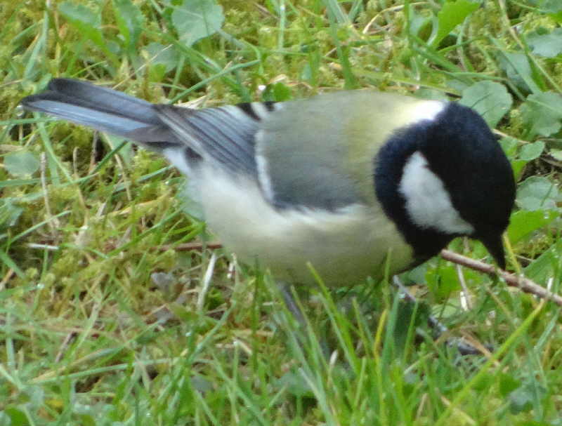 aufgenommen im Garten 31.3.2016