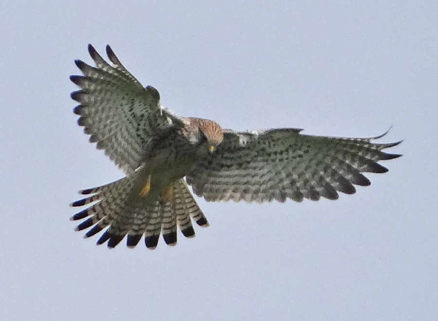aufgenommen an der Weser 3.4.2016 