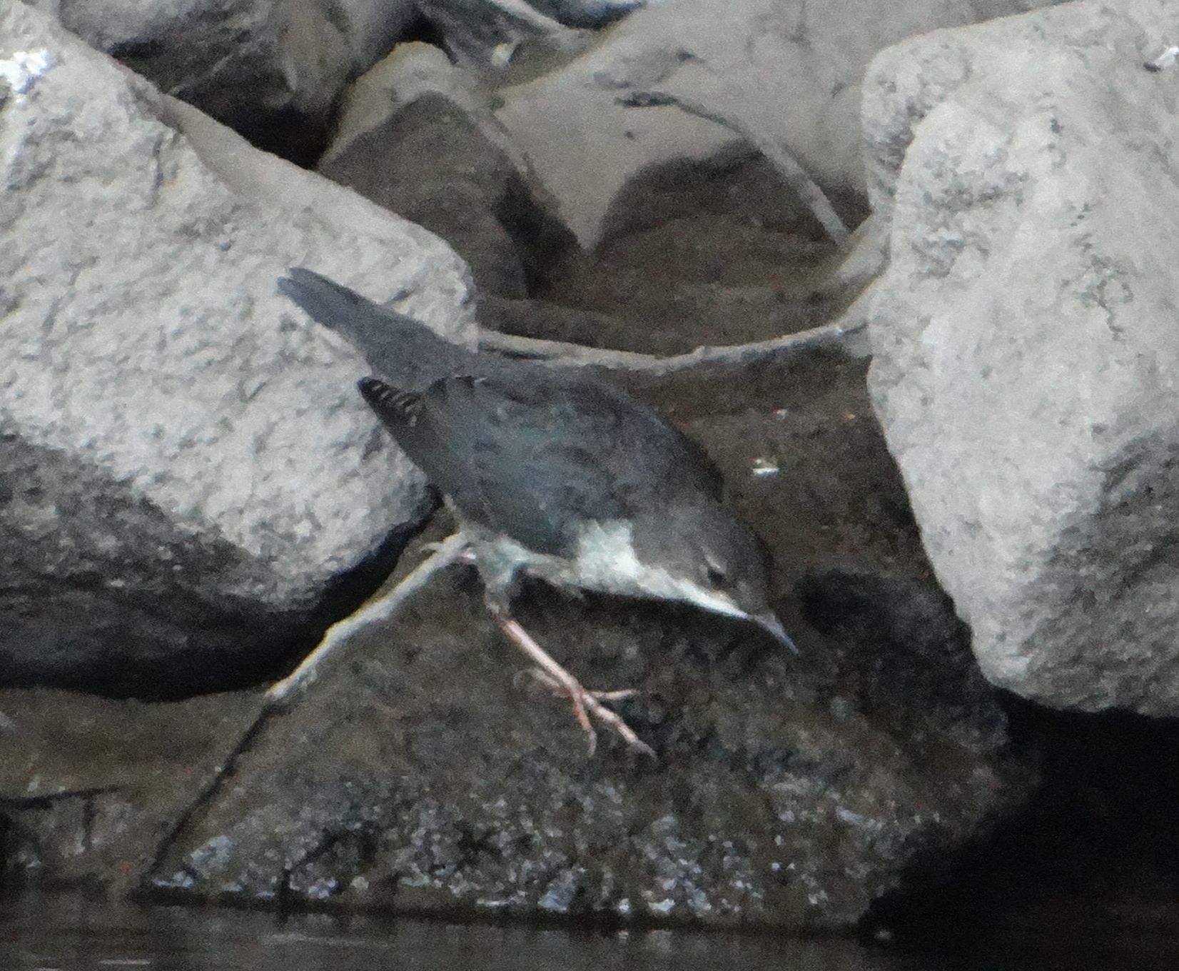 aufgenommen an der Leine, 14.6.2023