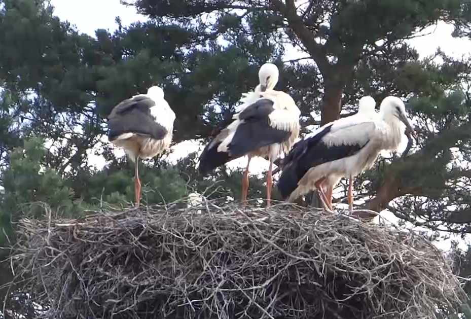 aufgenommen an der Aller